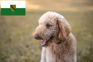 Read more about the article Criadores de Goldendoodle e cachorros em Saxónia