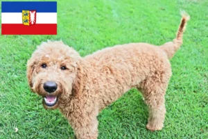 Read more about the article Criadores de Goldendoodle e cachorros em Schleswig-Holstein