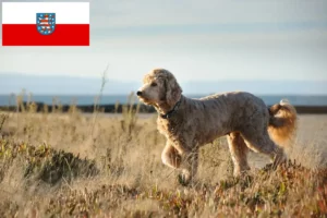 Read more about the article Criadores de Goldendoodle e cachorros em Thuringia