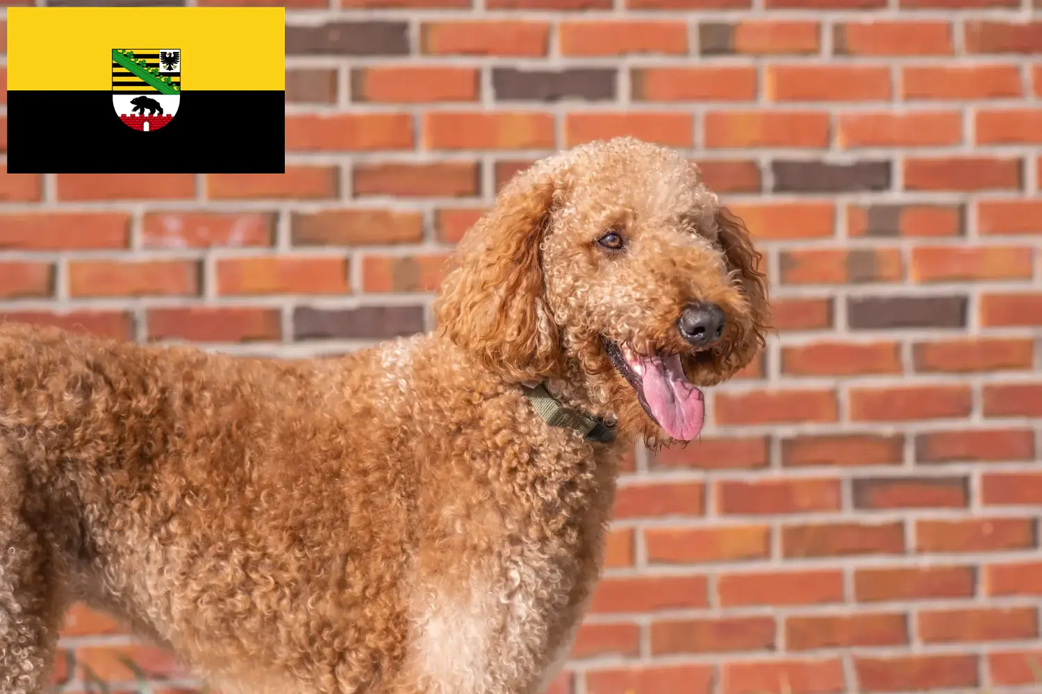 Cachorros Goldendoodle e criadores Saxónia-Anhalt Aqui pode encontrar criadores de Goldendoodles em Saxónia-Anhalt.