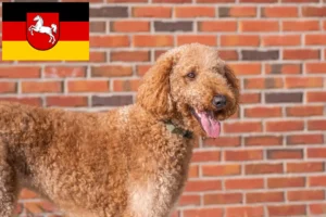 Read more about the article Criadores de Goldendoodle e cachorros na Baixa Saxónia