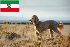 Read more about the article Criadores de Goldendoodle e cachorros em Renânia do Norte-Vestefália
