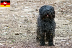 Read more about the article Gos d’Atura Catalá criadores e cachorros na Baixa Saxónia