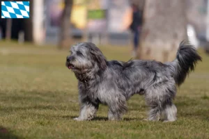 Read more about the article Gos d’Atura Catalá criadores e cachorros na Baviera