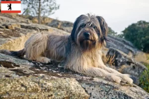 Read more about the article Gos d’Atura Catalá criadores e cachorros em Berlim
