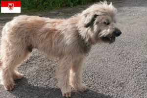 Read more about the article Gos d’Atura Catalá criadores e cachorros em Brandenburg