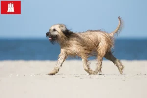 Read more about the article Gos d’Atura Catalá criadores e cachorros em Hamburgo