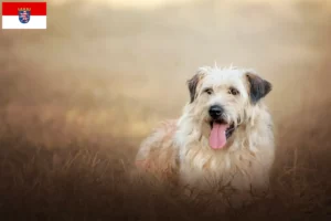 Read more about the article Gos d’Atura Catalá criadores e cachorros em Hessen
