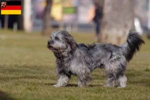Read more about the article Criadores de Gos d’Atura Catalá e cachorros na Renânia-Palatinado