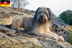 Read more about the article Gos d’Atura Catalá criadores e cachorros no Sarre