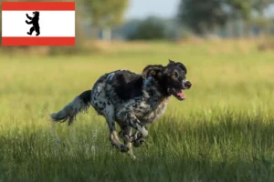 Read more about the article Grande Münsterländer criador e cachorros em Berlim