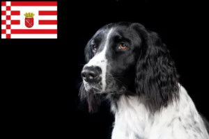 Read more about the article Grande Münsterländer criador e cachorros em Bremen