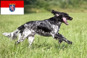Read more about the article Grande Münsterländer criador e cachorros em Hessen