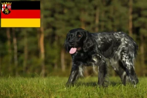 Read more about the article Grande criador de Münsterländer e cachorros em Renânia-Palatinado