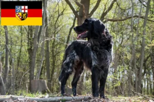 Read more about the article Grande Münsterländer criador e cachorros em Sarre