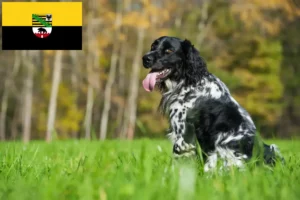 Read more about the article Grande Münsterländer criador e cachorros em Saxónia-Anhalt