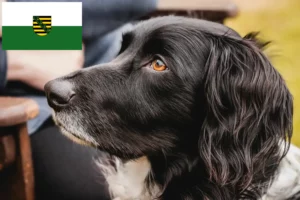 Read more about the article Grande Münsterländer criador e cachorros em Saxónia