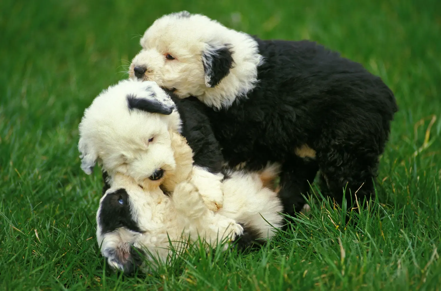 Comprar um cachorro Bobtail significa assumir responsabilidades! Comprar cachorros Bobtail.