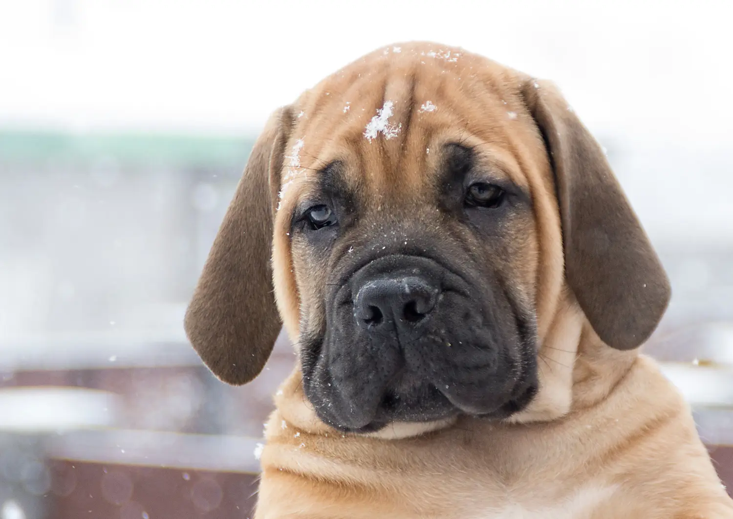 Comprar um cachorro Boerboel significa assumir responsabilidades! Comprar cachorros Boerboel.