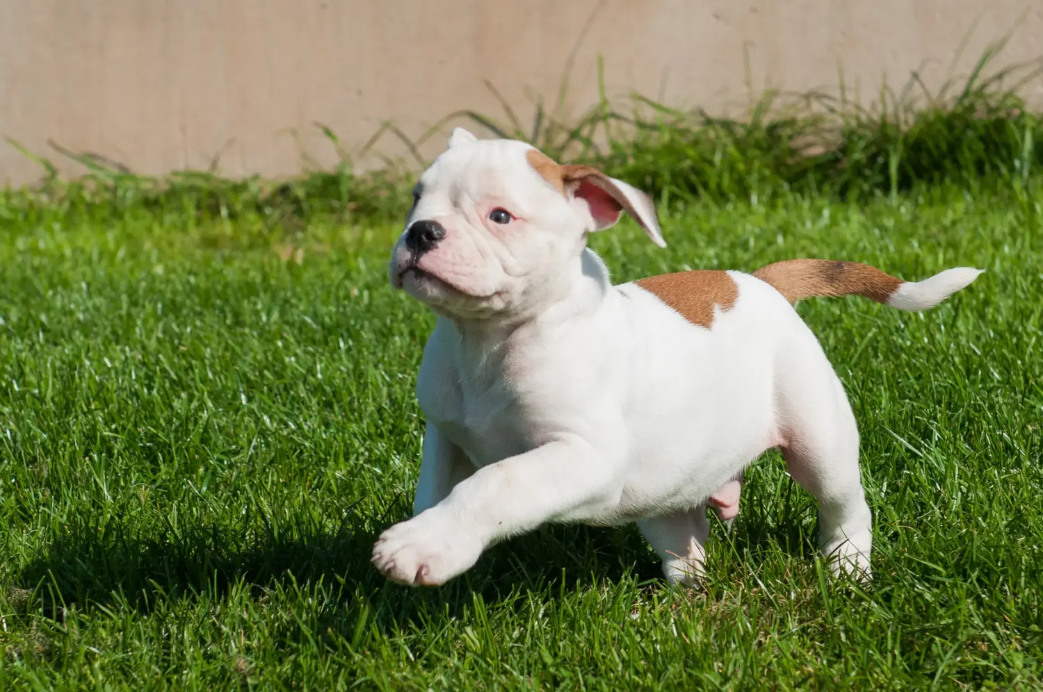 Comprar um cachorro Bulldog Americano significa assumir responsabilidades! Comprar cachorros Bulldog Americano.