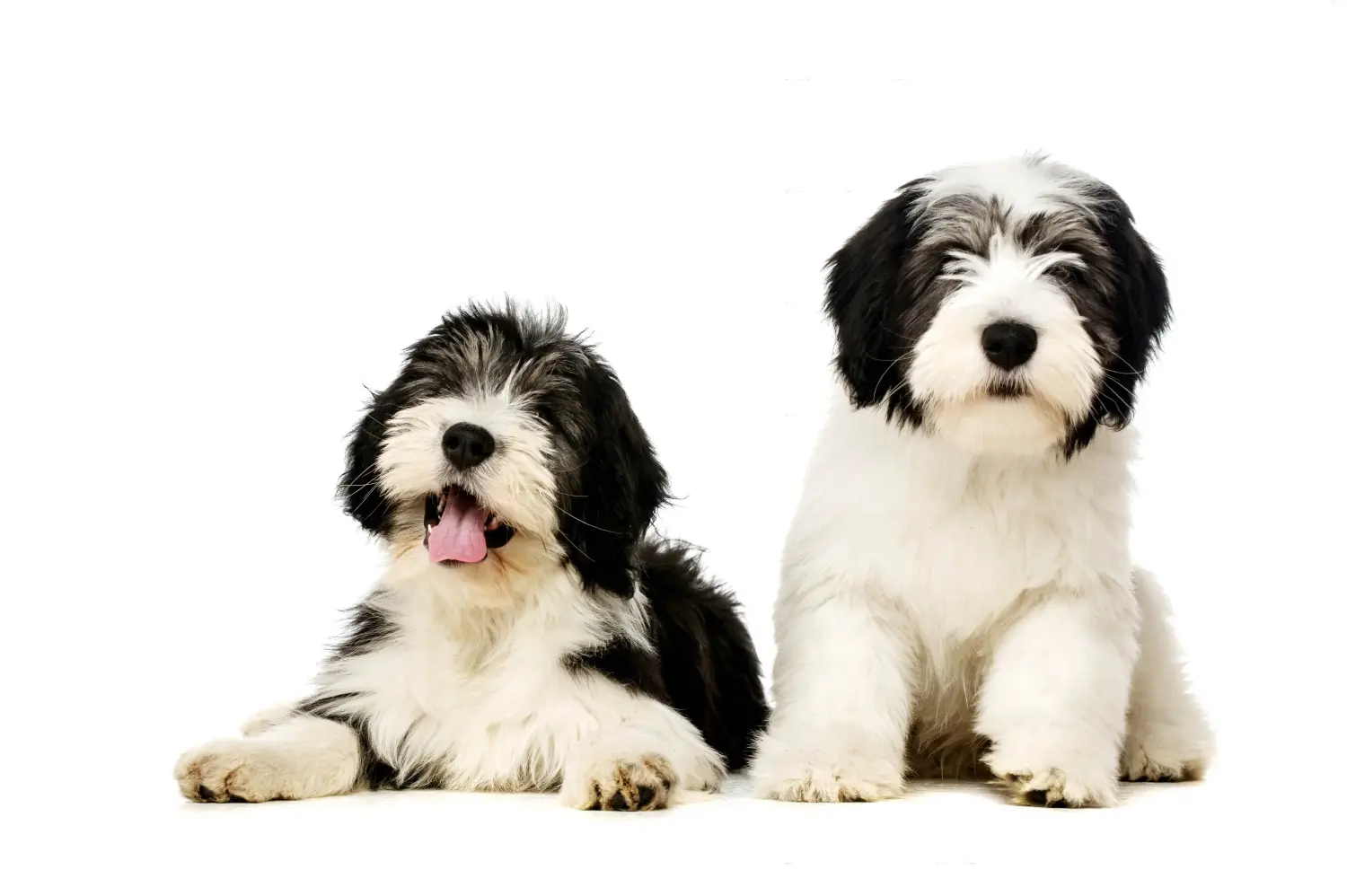 Comprar um cachorro PON significa assumir a responsabilidade! Comprar cachorros PON.