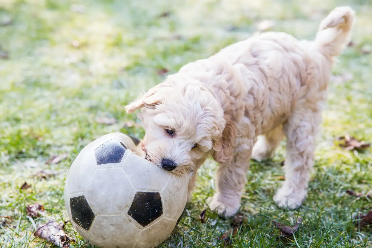 Comprar um cachorro Australian Labradoodle significa assumir responsabilidades! Comprar cachorros Labradoodle australianos.