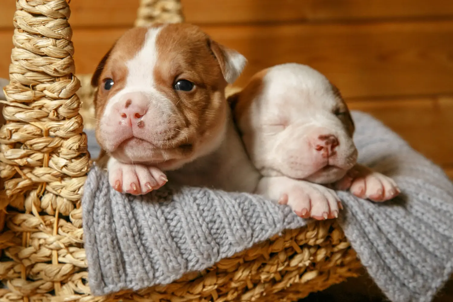 Comprar um cachorro Bulldog Americano significa assumir responsabilidades! Comprar cachorros Bulldog Americano.