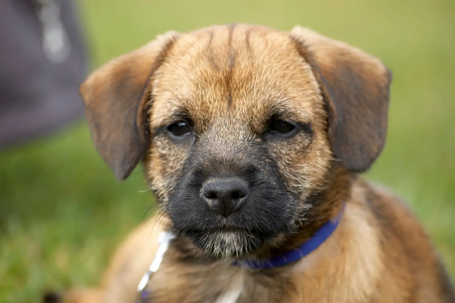 Comprar um cachorro Border Terrier significa assumir responsabilidades! Comprar cachorros Border Terrier.
