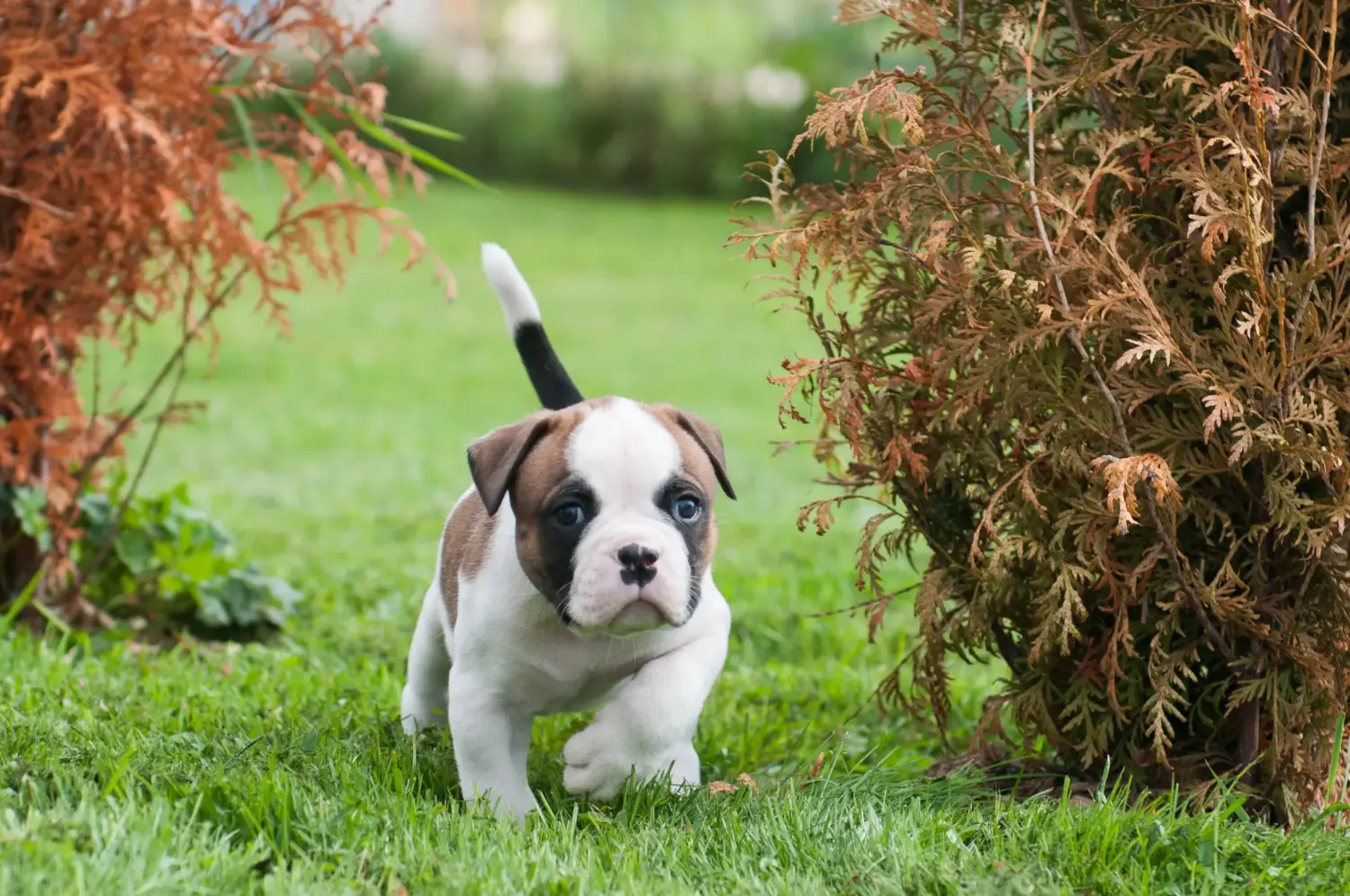 Comprar um cachorro Bulldog Americano significa assumir responsabilidades! Comprar cachorros Bulldog Americano.