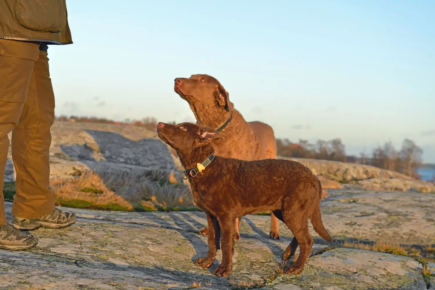 Comprar um cachorro Chesapeake Bay Retriever significa assumir responsabilidades! Comprar cachorros Chesapeake Bay Retriever.