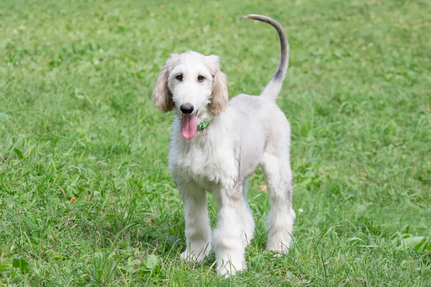 Comprar um cachorro Afghan Hound significa assumir responsabilidades! Comprar cachorros galgos afegãos.