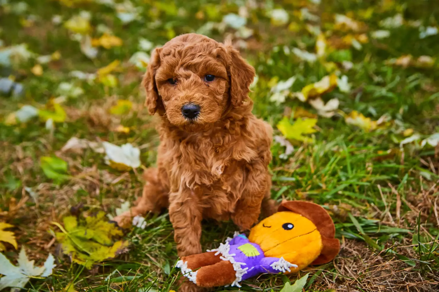 Comprar um cachorro Goldendoodle significa assumir responsabilidades! Comprar cachorros Goldendoodle.