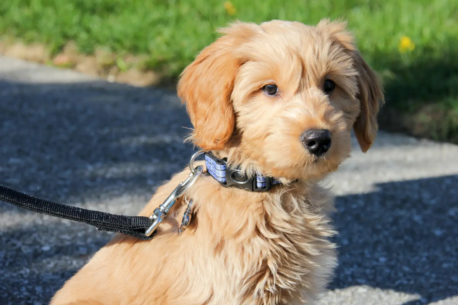 Comprar um cachorro Goldendoodle significa assumir responsabilidades! Comprar cachorros Goldendoodle.