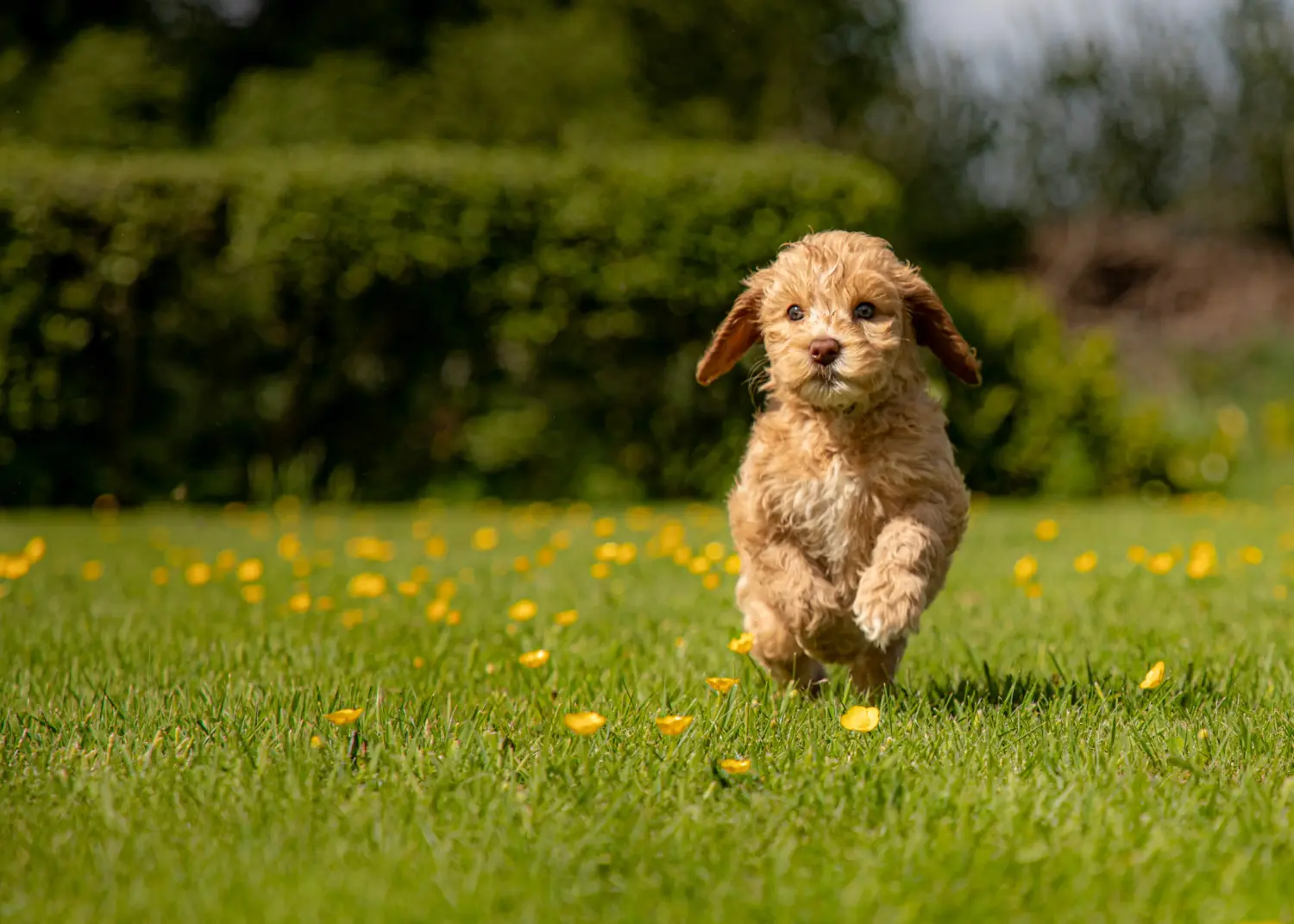 Comprar um cachorro Australian Labradoodle significa assumir responsabilidades! Comprar cachorros Labradoodle australianos.