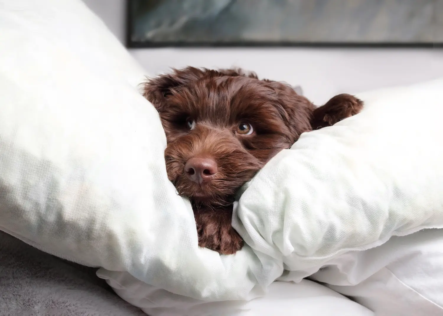Comprar um cachorro Australian Labradoodle significa assumir responsabilidades! Comprar cachorros Labradoodle australianos.