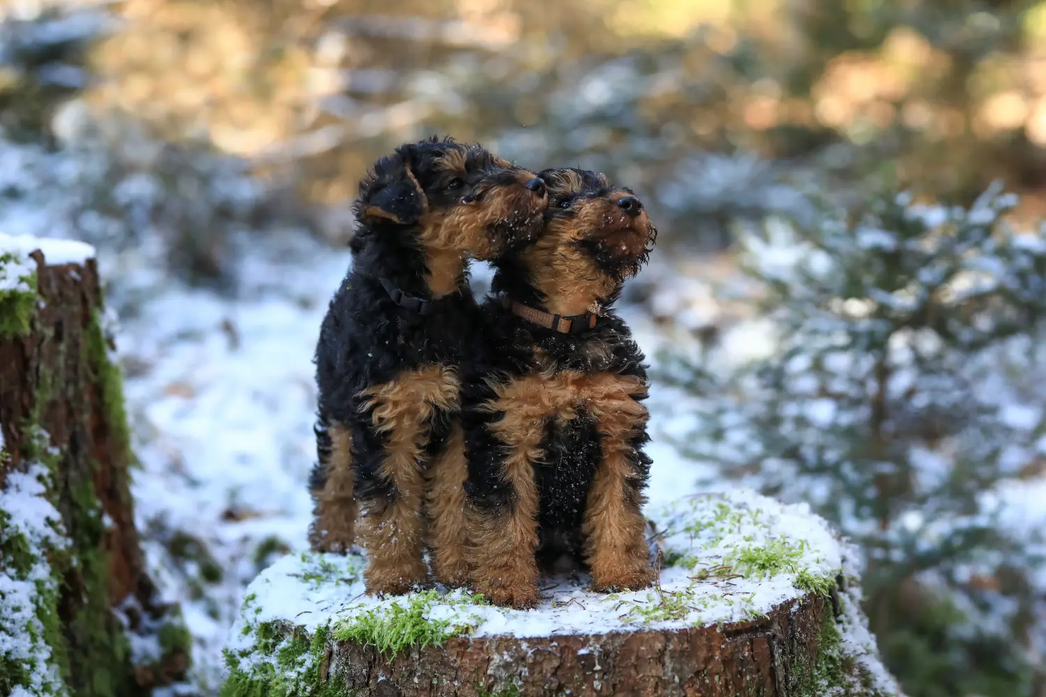 Comprar um cachorro Welsh Terrier significa assumir responsabilidades! Comprar cachorros Welsh Terrier.