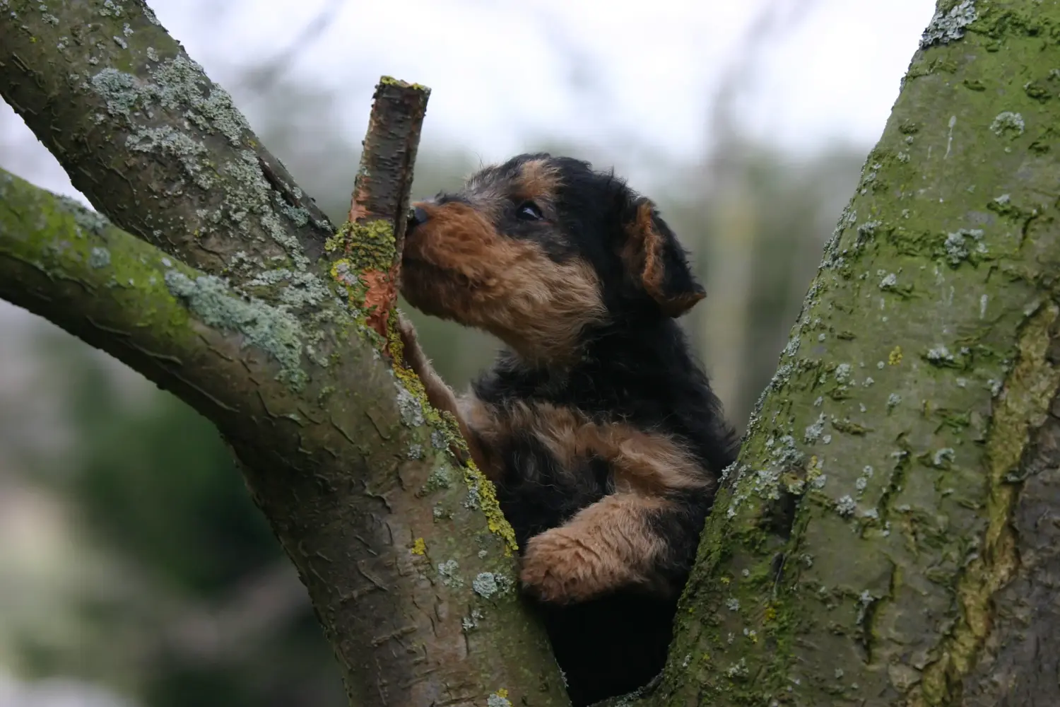 Comprar um cachorro Welsh Terrier significa assumir responsabilidades! Comprar cachorros Welsh Terrier.