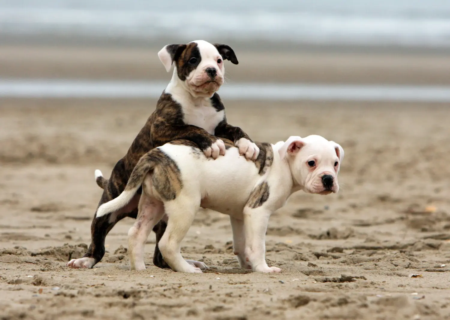 Comprar um cachorro Bulldog Americano significa assumir responsabilidades! Comprar cachorros Bulldog Americano.