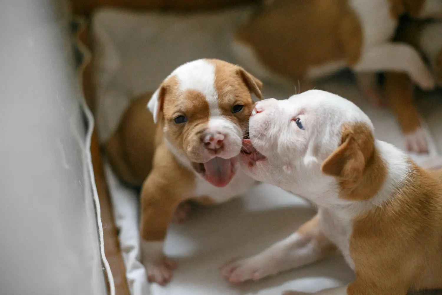 Comprar um cachorro Bulldog Americano significa assumir responsabilidades! Comprar cachorros Bulldog Americano.