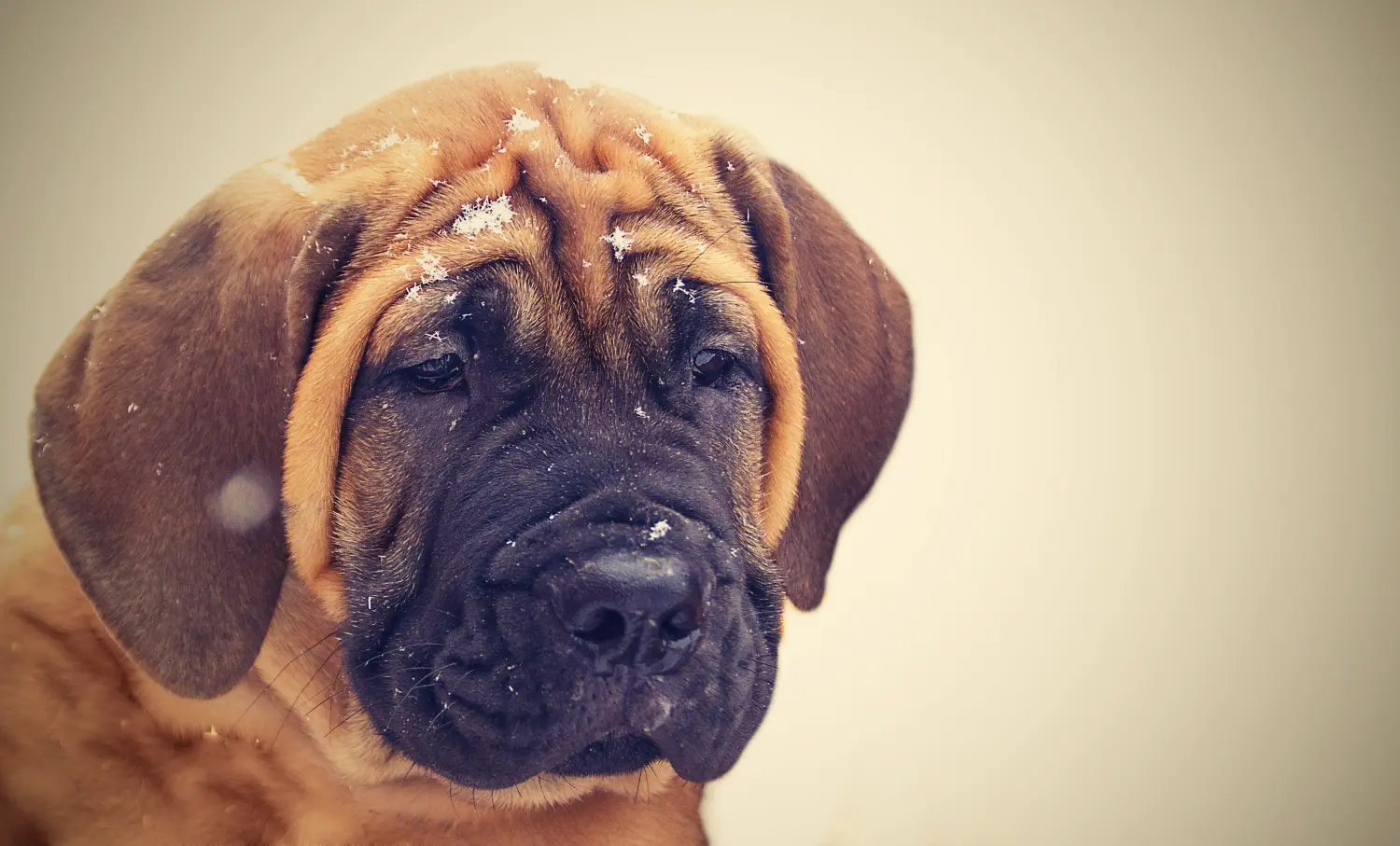 Comprar um cachorro Boerboel significa assumir responsabilidades! Comprar cachorros Boerboel.