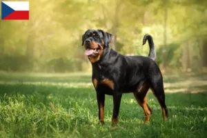 Read more about the article Criadores de Rottweiler e cachorros na República Checa