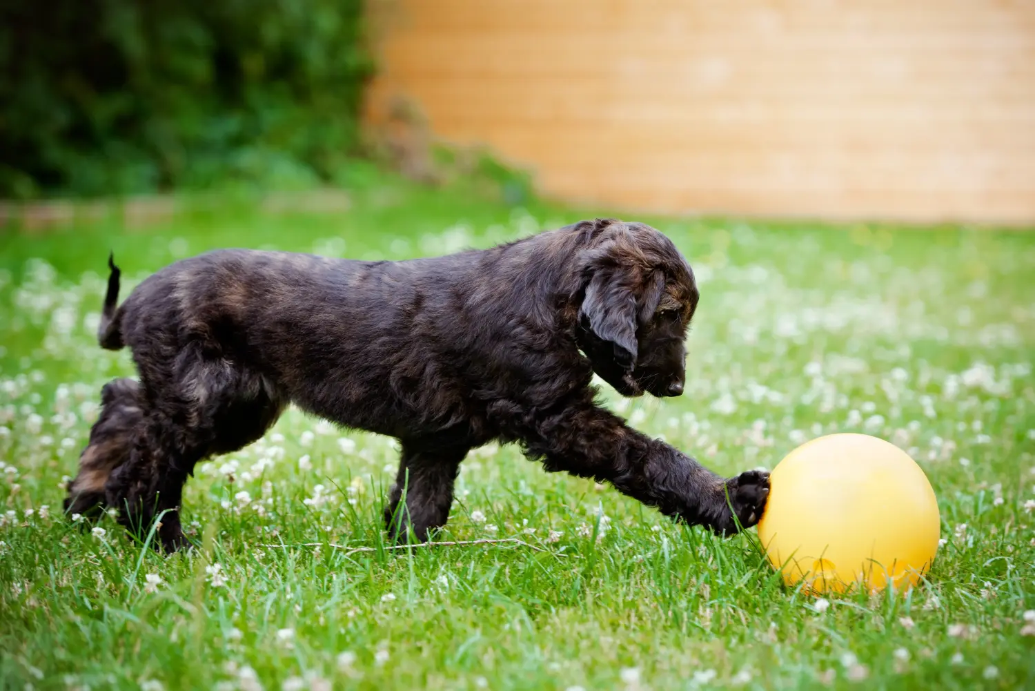 Comprar um cachorro Afghan Hound significa assumir responsabilidades! Comprar cachorros galgos afegãos.