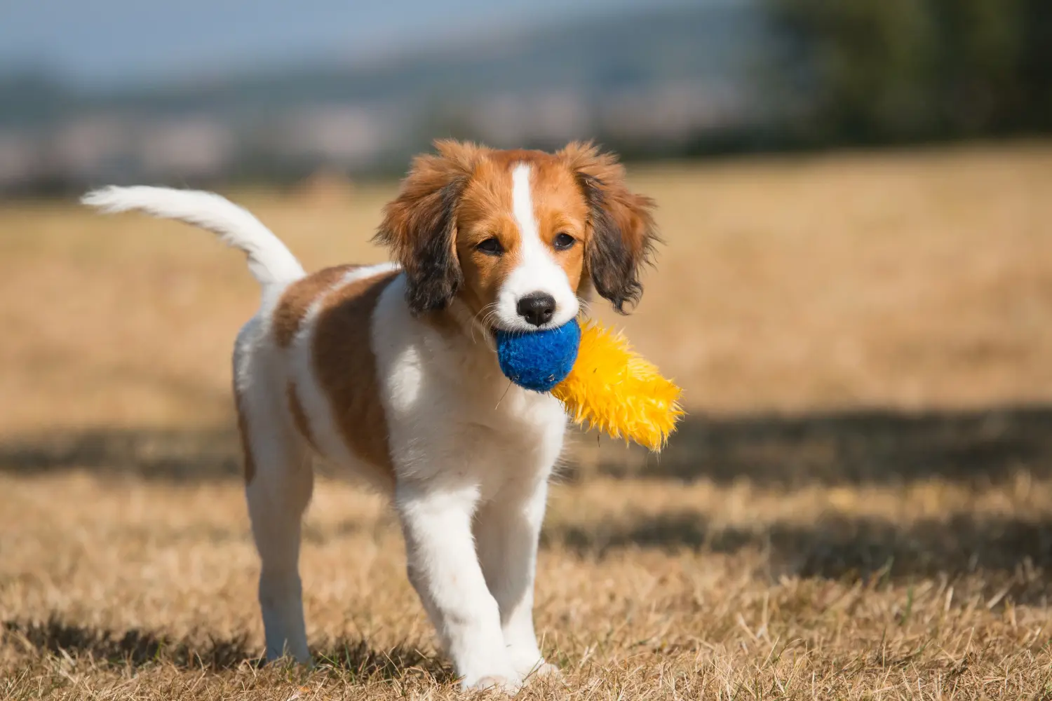 Comprar um cachorro Kooikerhondje holandês significa assumir a responsabilidade! Comprar cachorros Kooikerhondje holandeses.