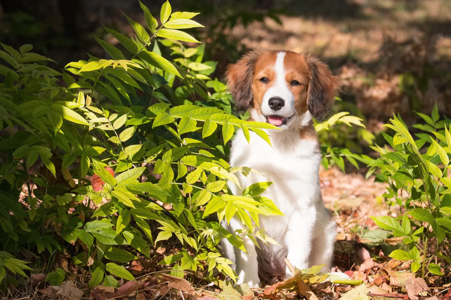Comprar um cachorro Kooikerhondje holandês significa assumir a responsabilidade! Comprar cachorros Kooikerhondje holandeses.