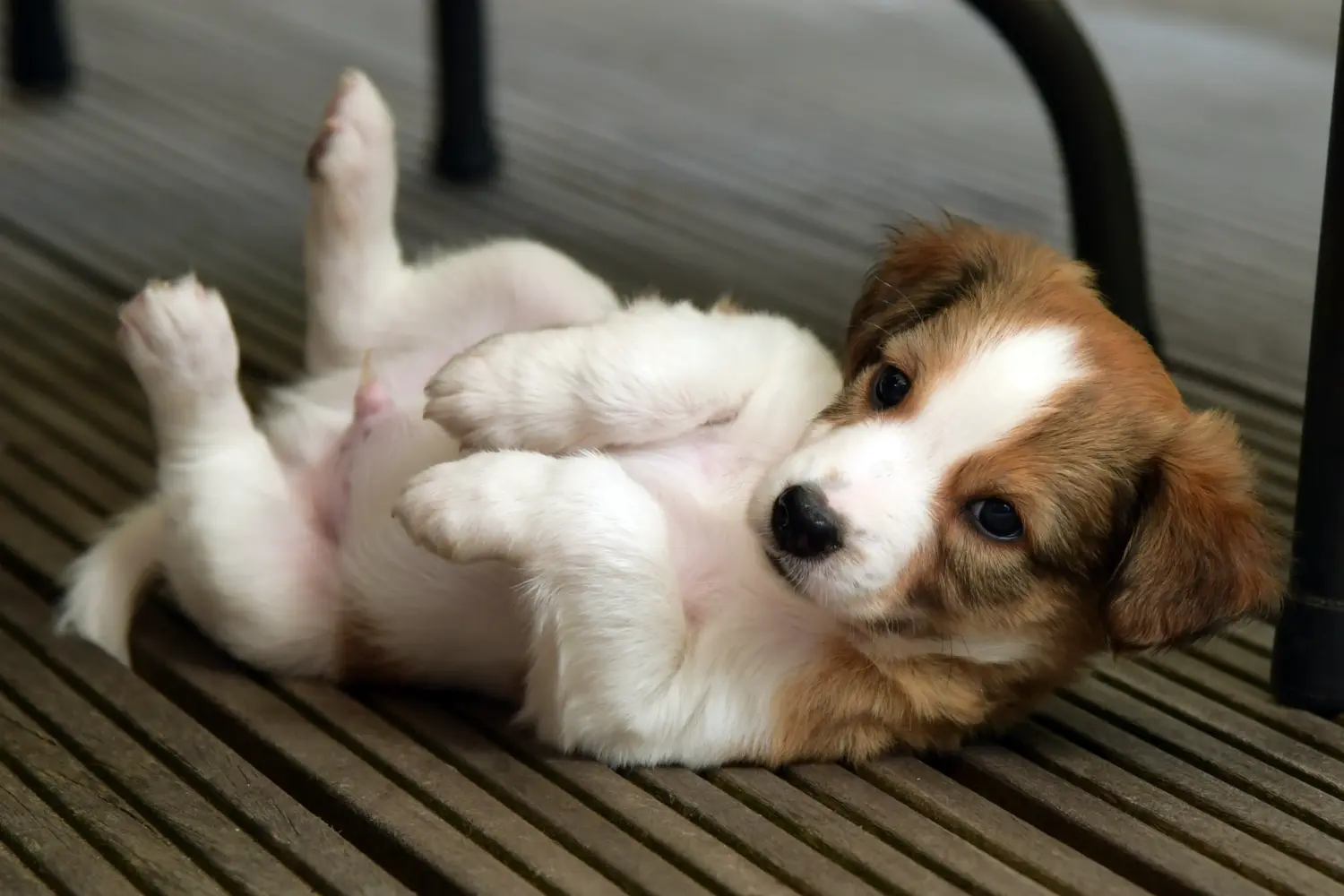Comprar um cachorro Kromfohrländer significa assumir a responsabilidade! Comprar cachorros Kromfohrländer.