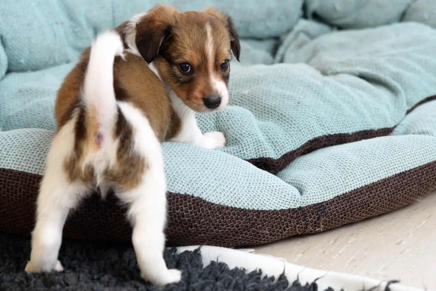 Comprar um cachorro Kromfohrländer significa assumir a responsabilidade! Comprar cachorros Kromfohrländer.