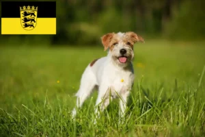 Read more about the article Criadores de Kromfohrländer e cachorros em Baden-Württemberg