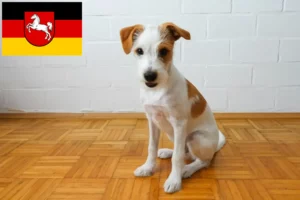 Read more about the article Criadores de Kromfohrländer e cachorros na Baixa Saxónia