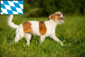 Read more about the article Criadores de Kromfohrländer e cachorros na Baviera