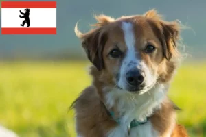 Read more about the article Criadores de Kromfohrländer e cachorros em Berlim